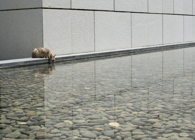 %d7%97%d7%aa%d7%95%d7%9c-%d7%a9%d7%95%d7%aa%d7%94-%d7%9e%d7%99%d7%9d