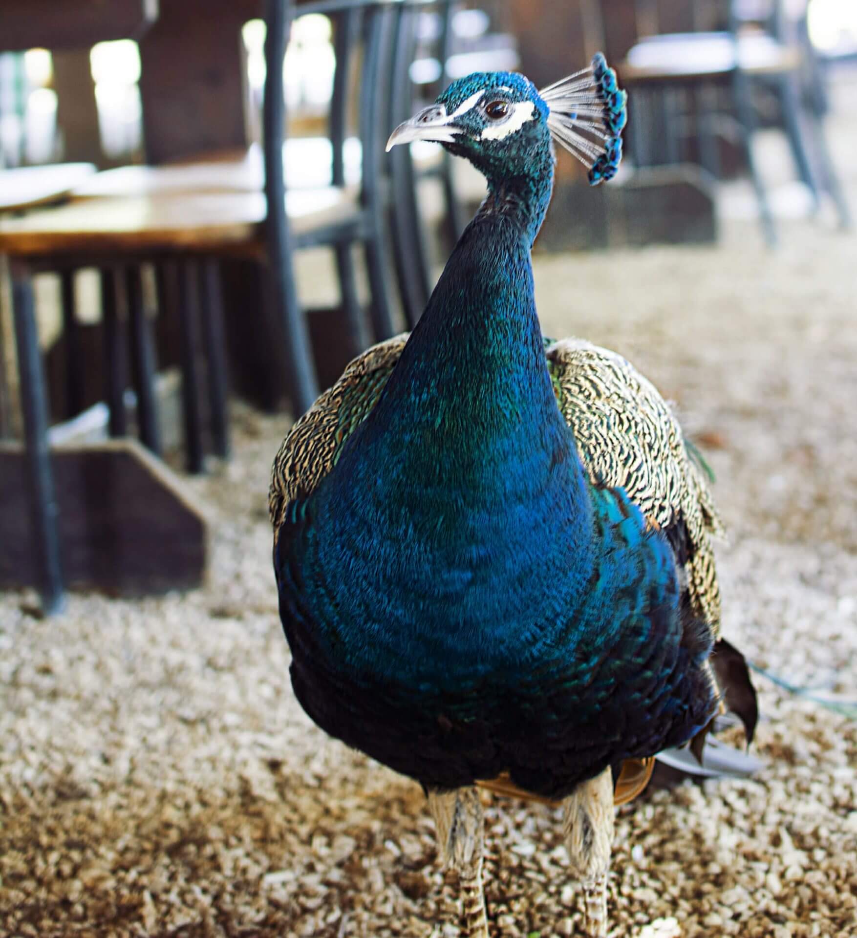 טווס טווסים